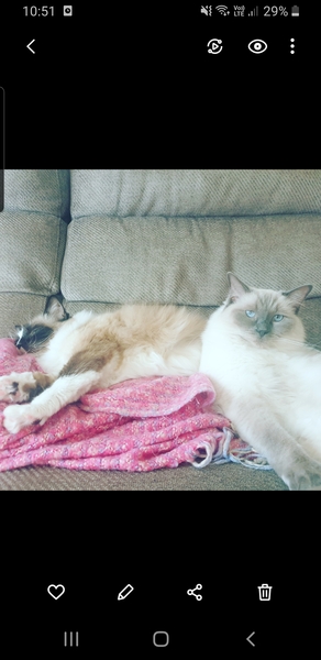 Tell me about your maine coons