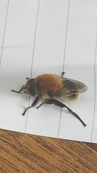 Anyone good with identifying bees?