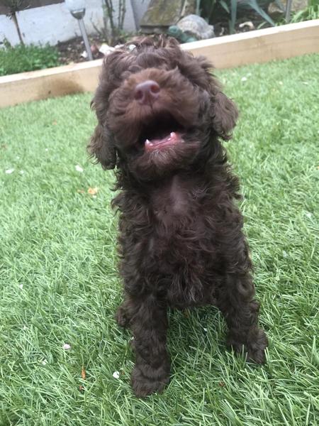 Puppy Survival 2020 - let's talk about something other than Covid-19