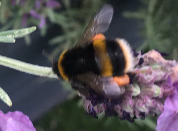 Possible Bees Nest - problem or not? (with pics)