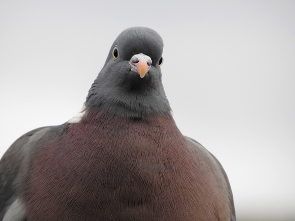 Help. My neighbours seem to be feeding 5000 starlings