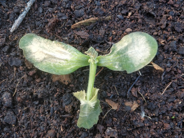 What's wrong with my summer squash?