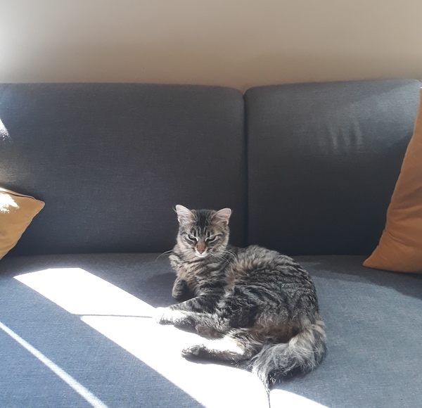 Westminstenders: Following the EU lead