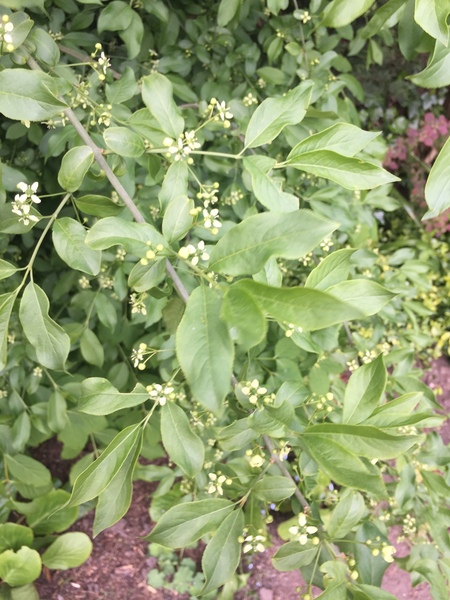 Deciduous shrub ID please