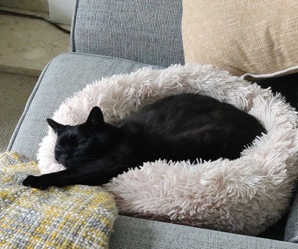 Cat bed - recommendations (tempted by donut style)