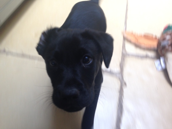 To think that puppies should be illegal?