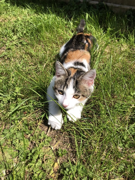 Cat/kitten photos.
