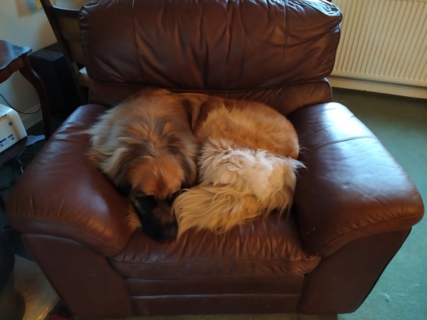 Does anyone here own giant breeds?