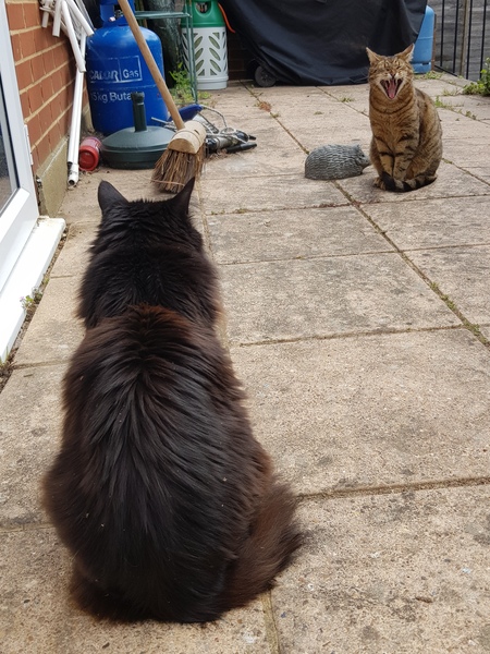 Thug Cat part 2. What, has this thing appeared again tonight?