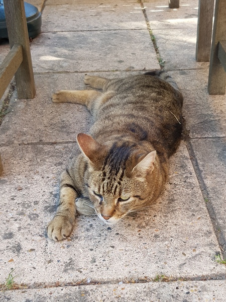 Thug Cat part 2. What, has this thing appeared again tonight?