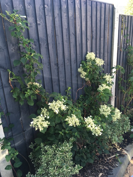 Growing climbing hydrangea