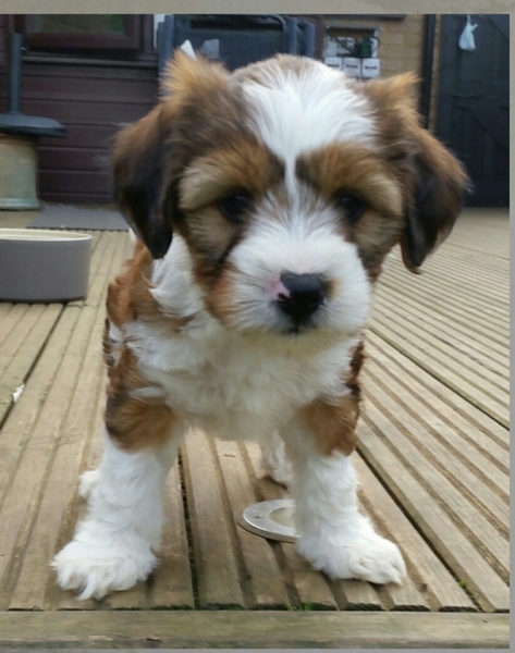 To think that puppies should be illegal?