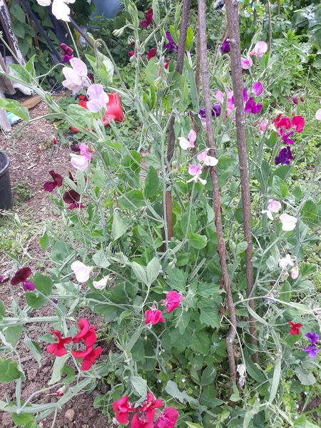 How tall are your sweet peas?