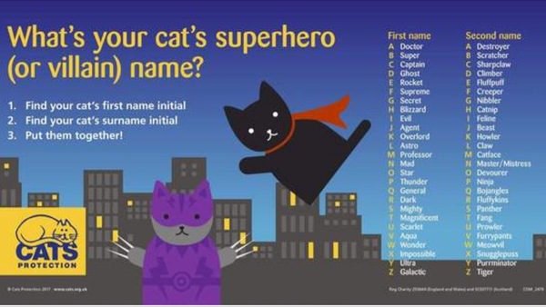 What are girl cat names?