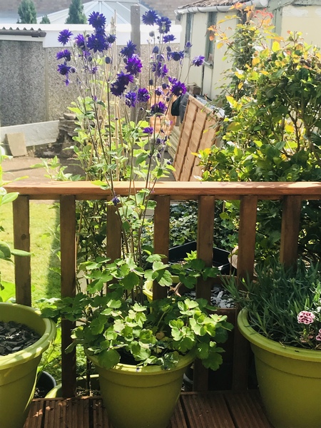 Low maintenance garden pots