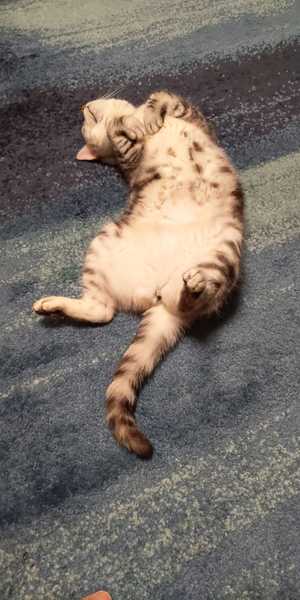 To really not understand why people are OK with cats