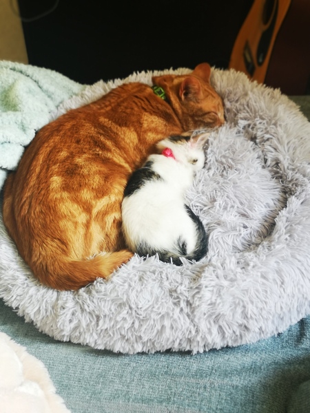 Cat/kitten photos.