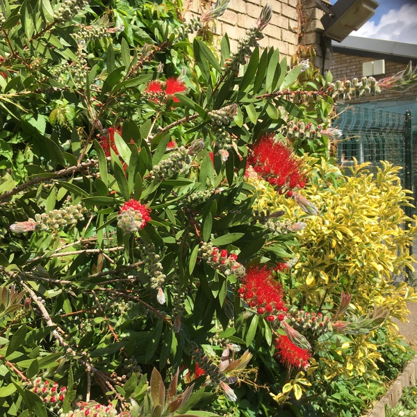 What is this - a red hebe?