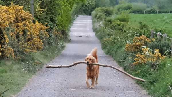 Lab / Retriever / Spaniel help!