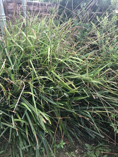 Help- large plant taking over garden