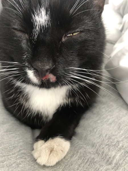 Does cat need to see the vet? - Pics