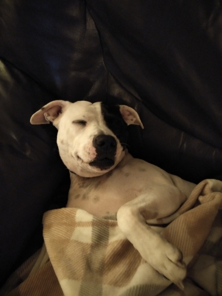 Advice on breed