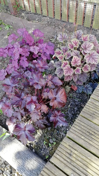 What is flowering in your garden right now?