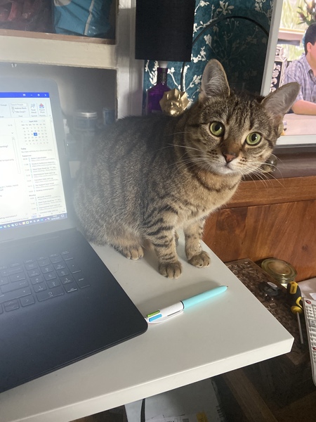 WFH Cats 🐈