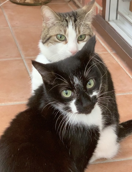 Rehoming a pair of cats- any advice?