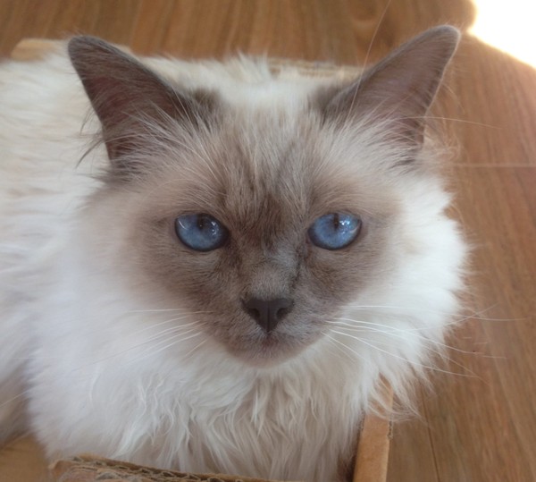 Dcat has a mast cell tumour in her intestine. Does anyone have any experience with this?