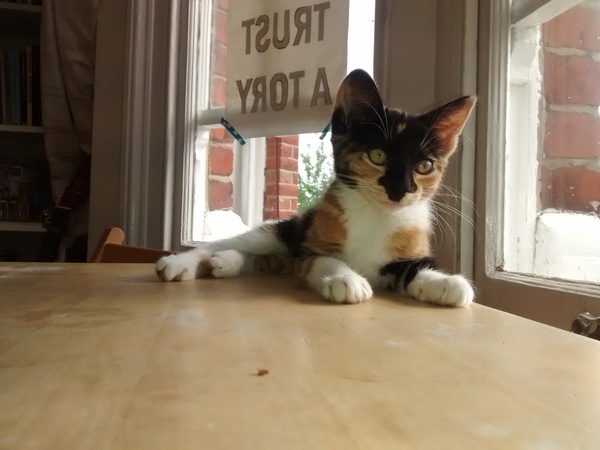 making my daft kitchen kitten-friendly