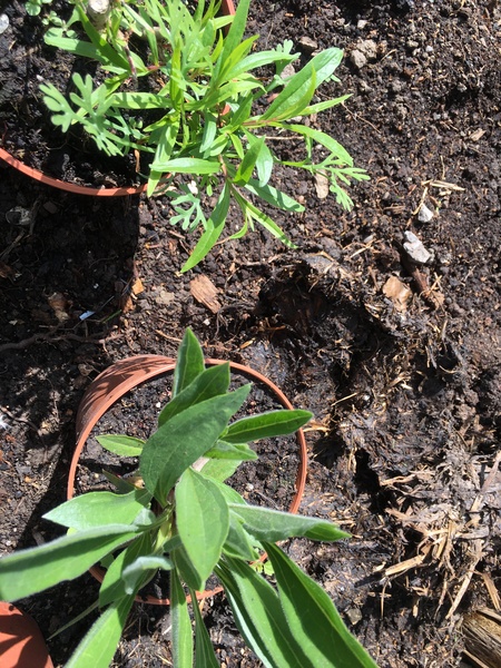 Plant Id please!