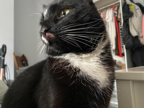Does cat need to see the vet? - Pics