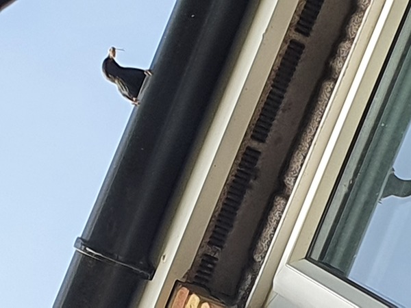 Blackbirds ruining our life