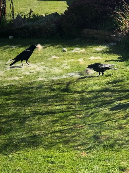 Anyone else scared of crows