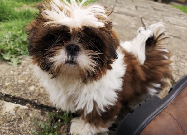 To think that puppies should be illegal?