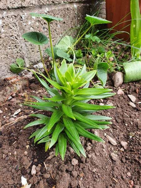 I've grown a triffid