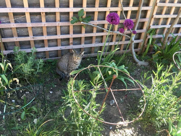 A thread for calm - peace, happy thoughts, support.