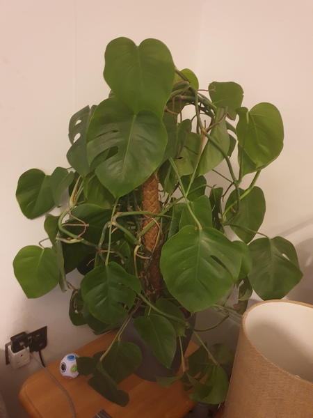 Thread for really fucking ugly houseplants