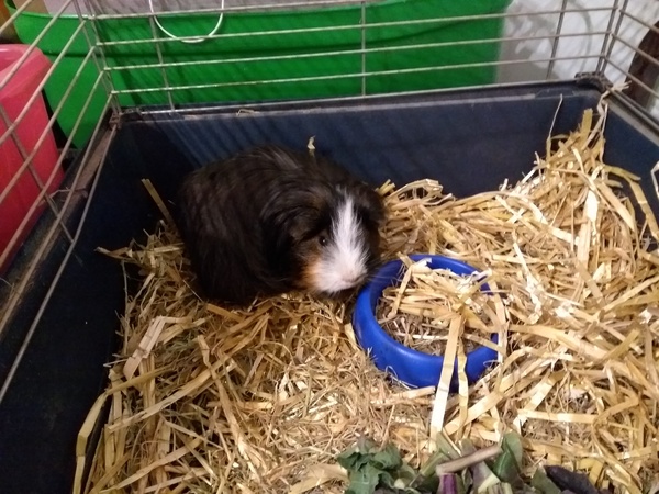 Guinea pig dying I think