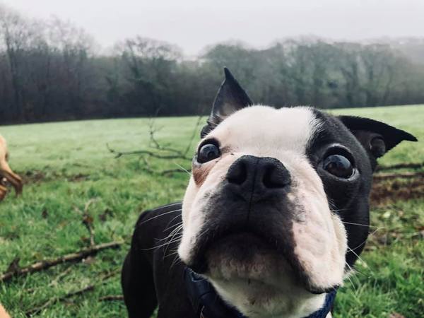 Going around in circles.  Pls help.  French bull dog?