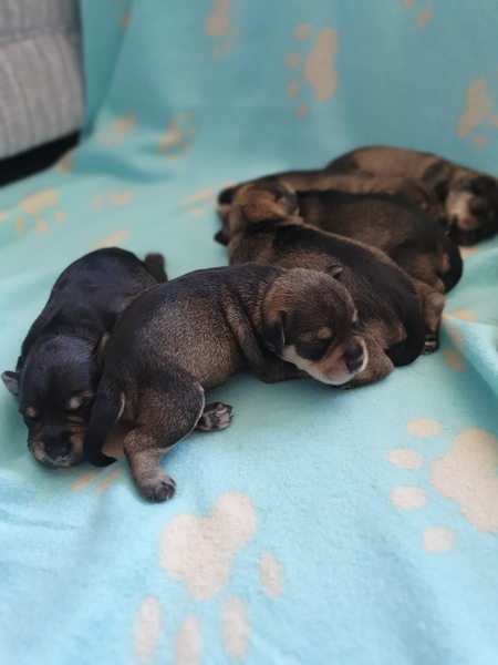 New puppy coming home in July- Crate training?