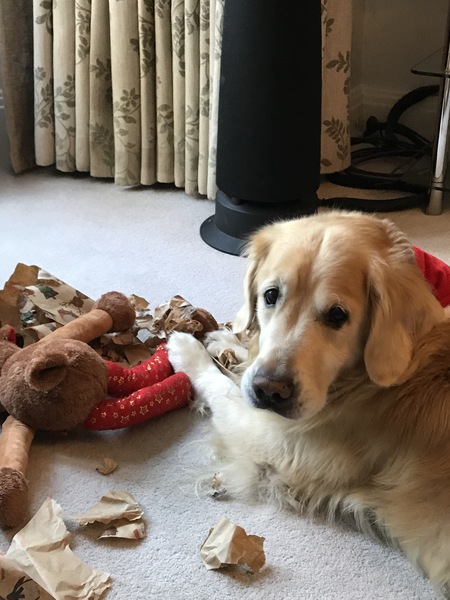 Golden Retrievers