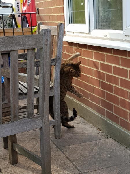 Thug Cat part 2. What, has this thing appeared again tonight?