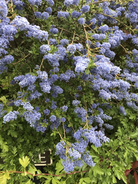 Can you help identify this shrub?