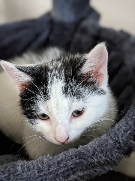 Cat/kitten photos.