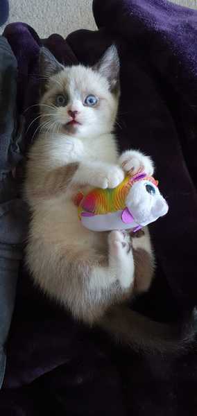 Is my kitten a boy or a girl?