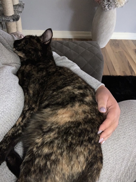 More affectionate cat breeds