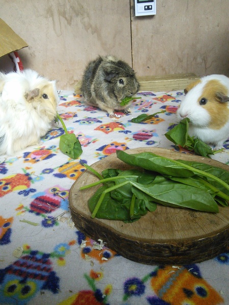 Guinea pig bath day!