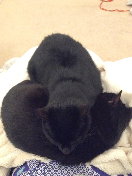 Cat/kitten photos.